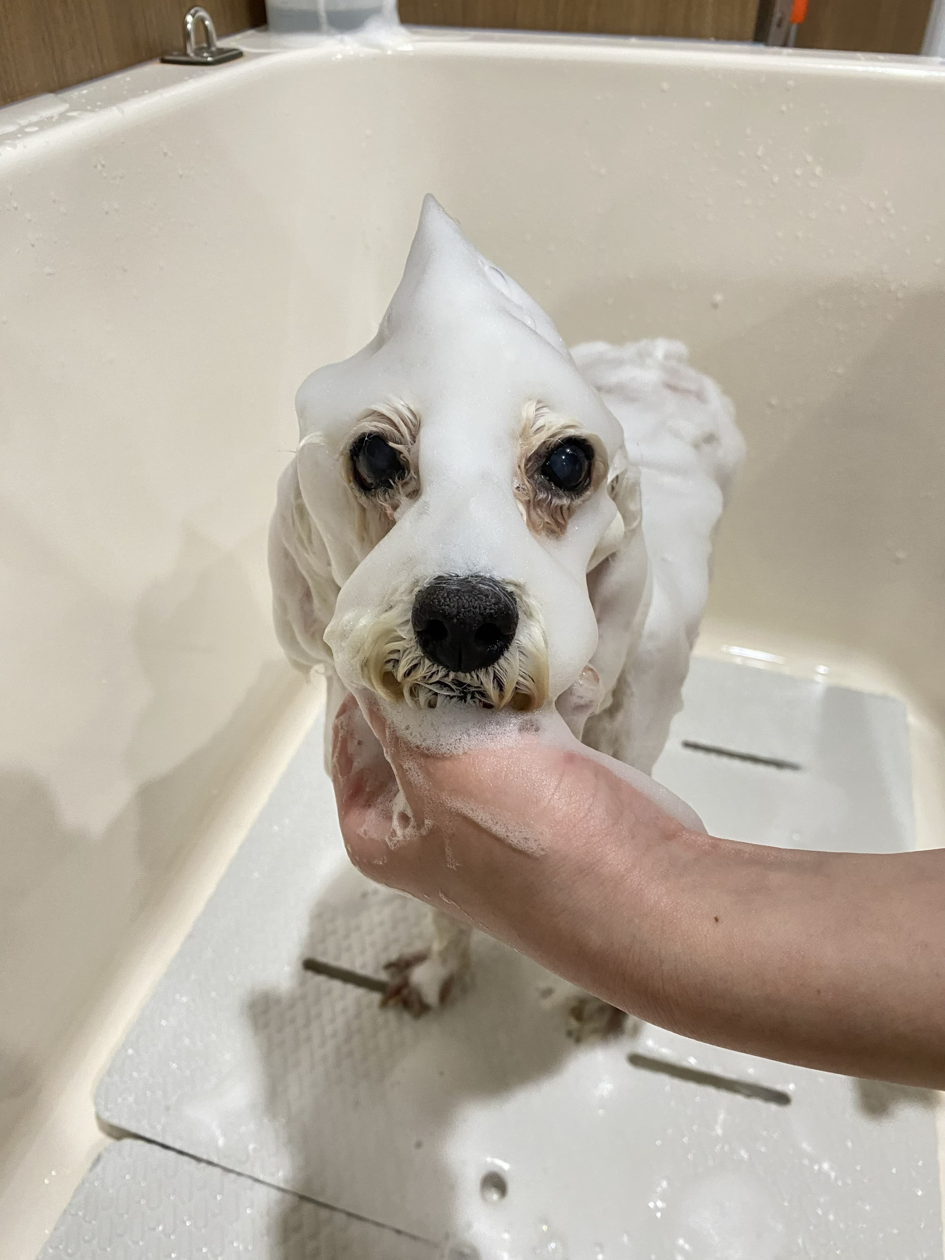 MySalon トリミングルーム