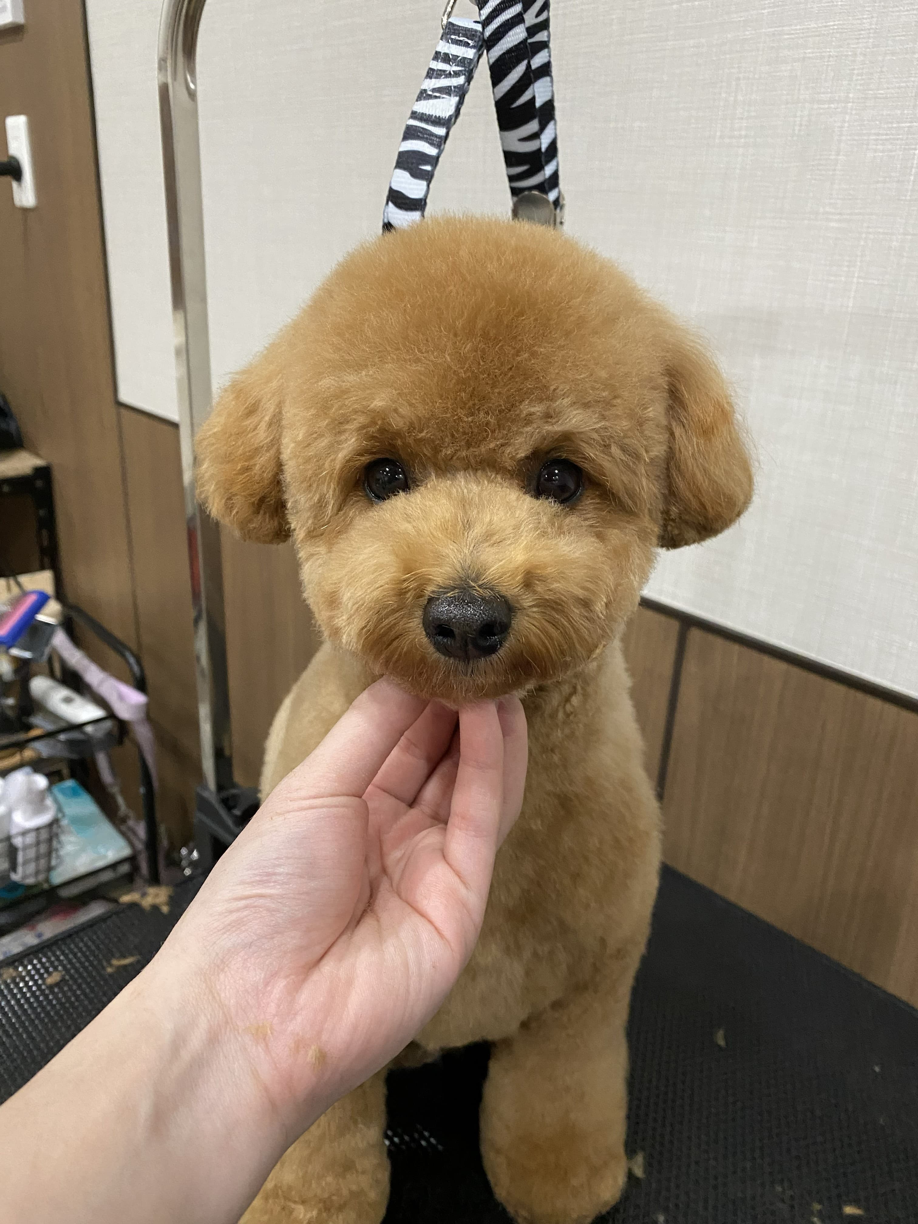 カットコース — カット仕上がりのトイプードル