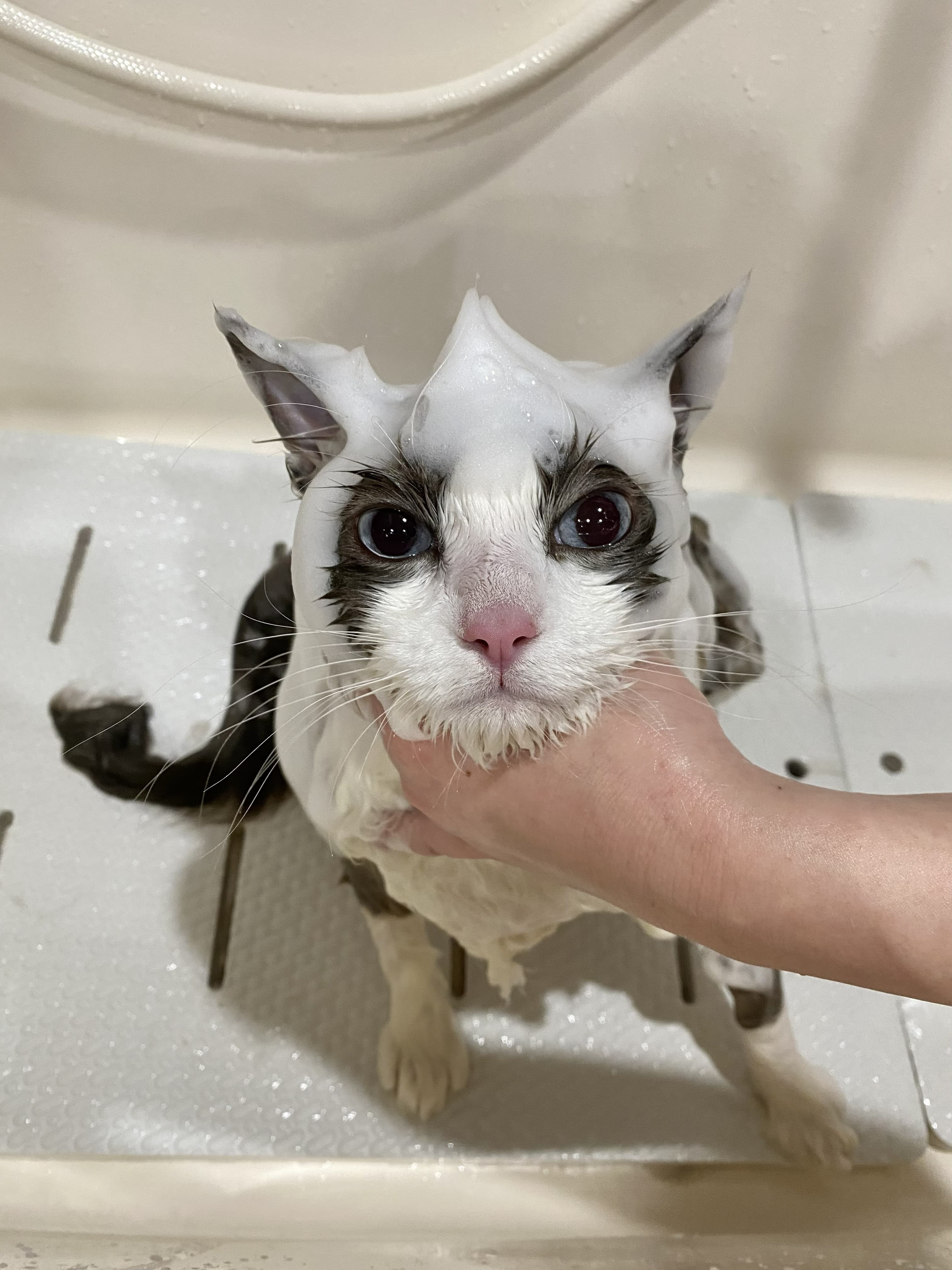 シャンプーコース — 泡立てたシャンプーでやさしく洗い上げる様子