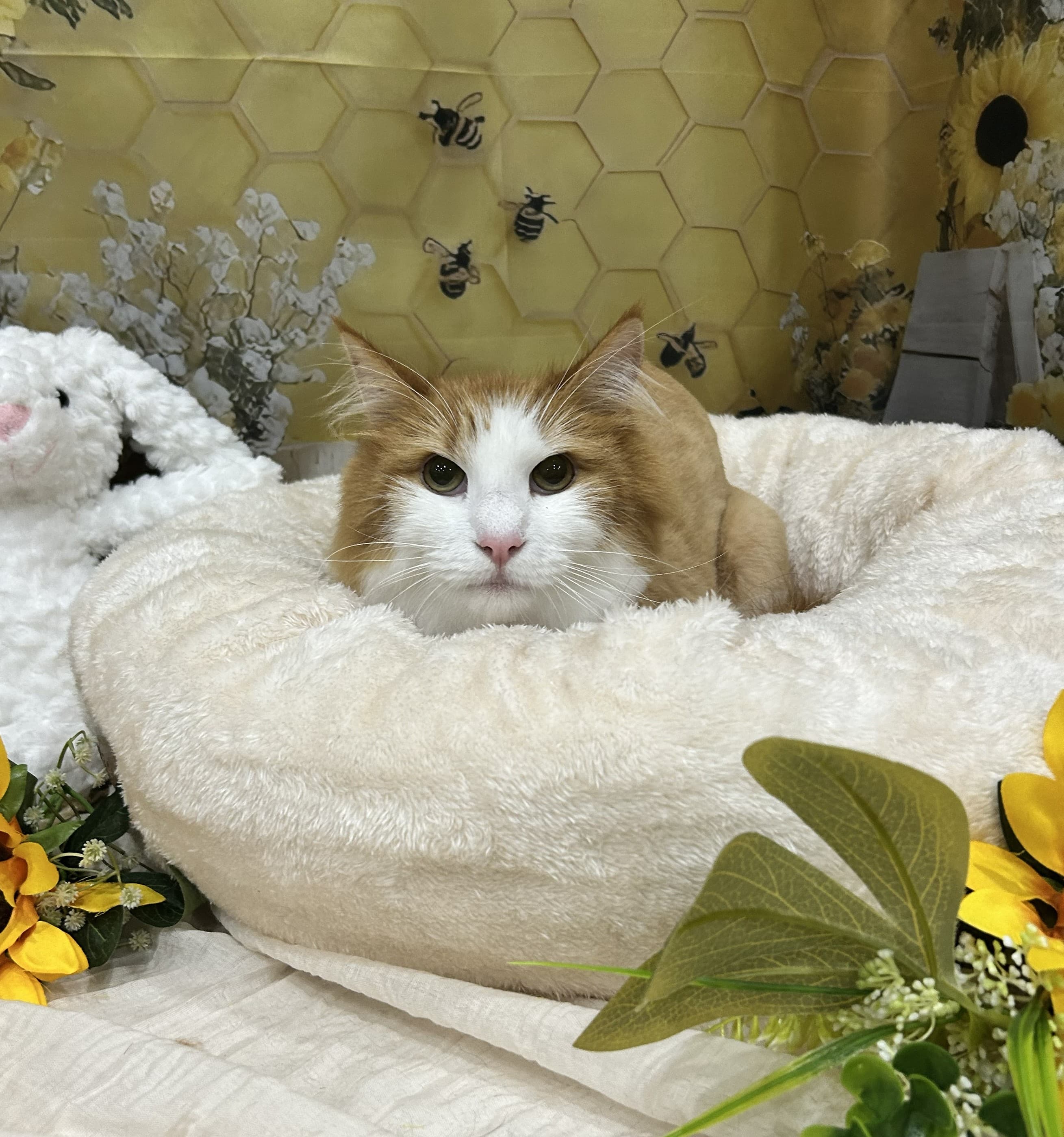 猫ちゃん撮影セット