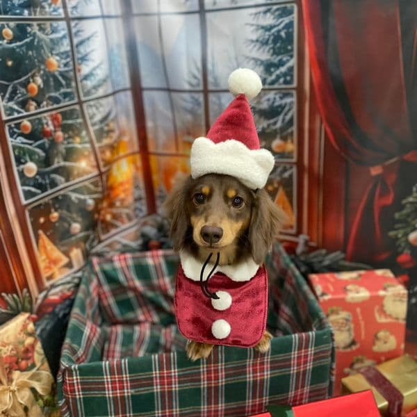 サンタ衣装撮影セット