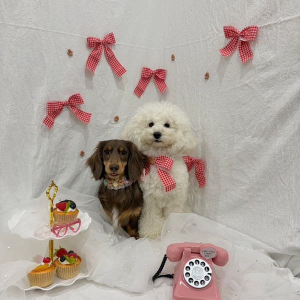 ガーリー撮影セット