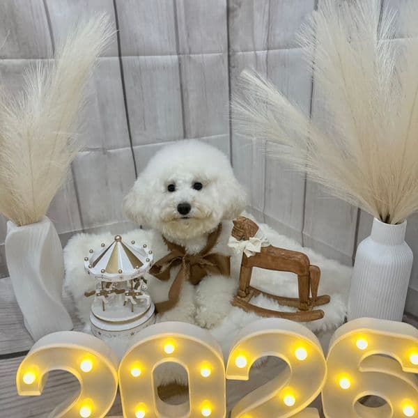 新年撮影セット